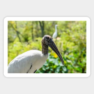 Wood stork   wildlife preserve 2 Sticker